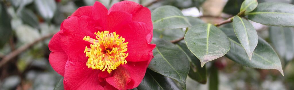 camellia in winter formatted as a newsletter banner