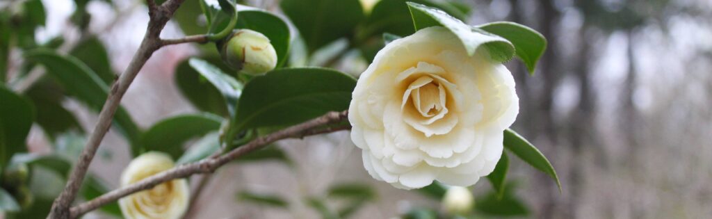 camellia in winter formatted as a newsletter banner