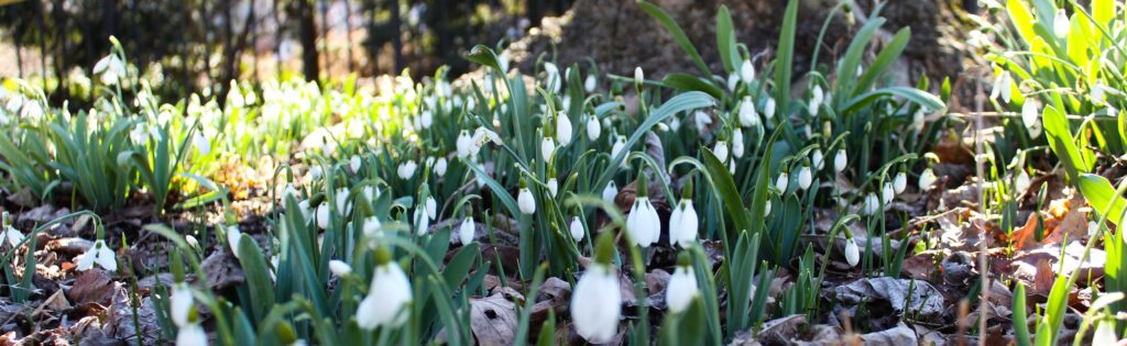 late winter snowdrop flowers, formatted as a newsletter banner