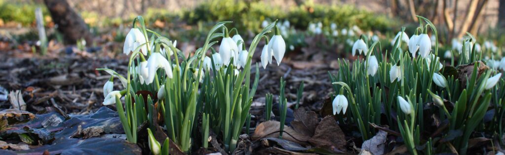 snowdrops in winter, formatted as a newsletter banner